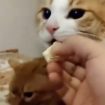 Смешные коты едят сыр и ругаются! Приколы с котами 2026
