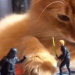Кот принял тёмную сторону силы!